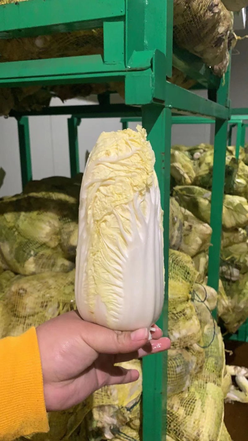 娃娃菜，精品包，高质量！！！