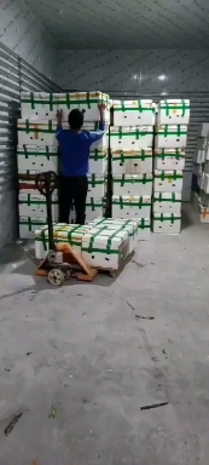 甘蓝圆包大圆包大包菜圆包菜