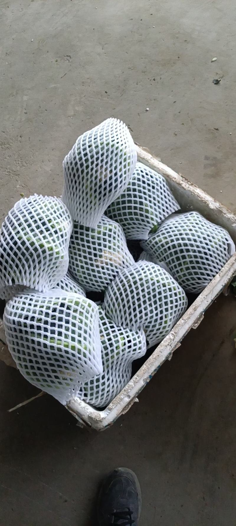 甘蓝圆包大圆包大包菜圆包菜