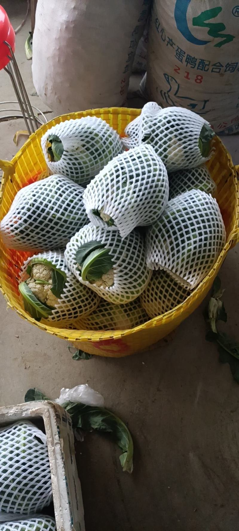 甘蓝圆包大圆包大包菜圆包菜