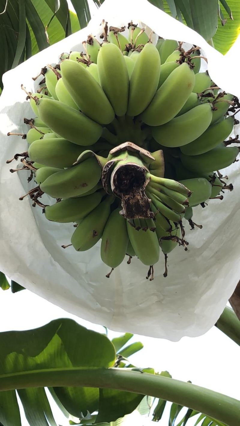 苹果蕉，陆续大量上市