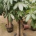 发财树各种规格都有。