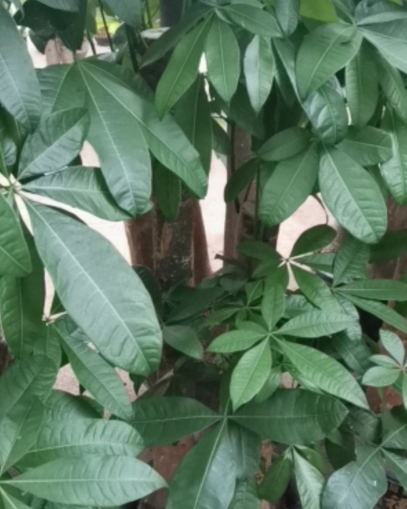 发财树各种规格都有。
