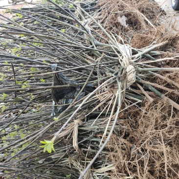 江西正宗中花吴茱萸苗，高收入种植药材，，