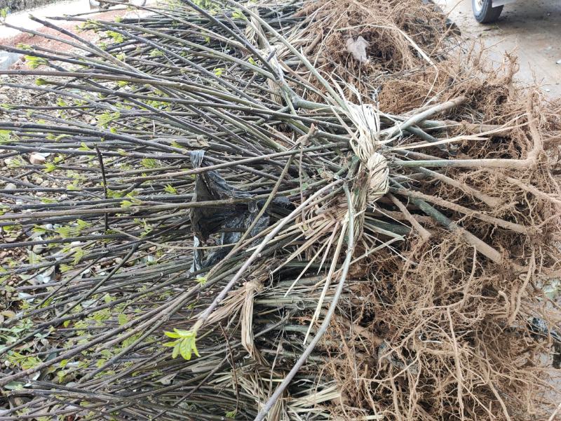 江西正宗中花吴茱萸苗，高收入种植药材，，