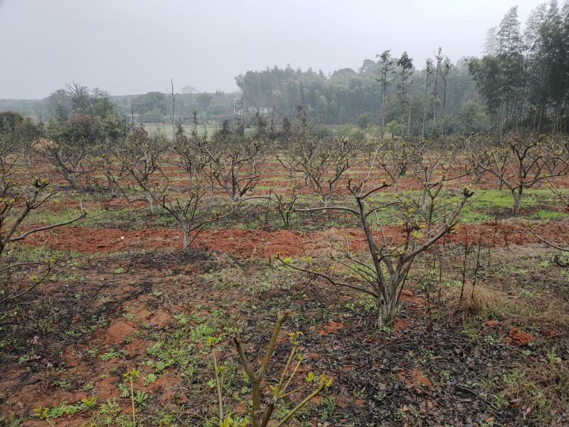 江西正宗中花吴茱萸苗，高收入种植药材，，