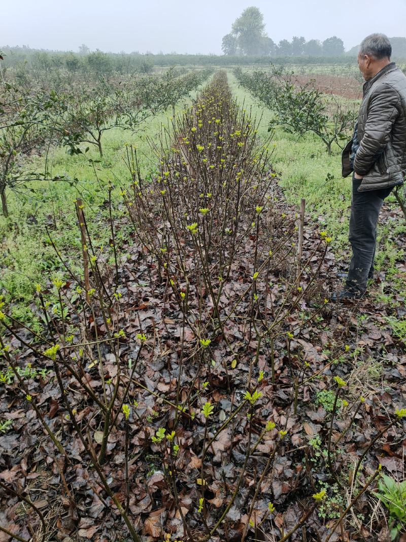江西正宗中花吴茱萸苗，高收入种植药材，，