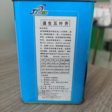 一手货源速生五叶齐大葱一代原种品质上好