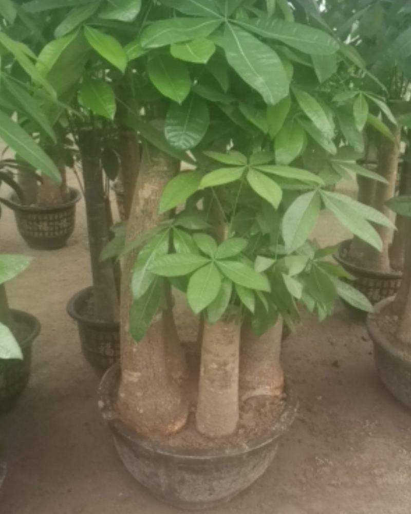 发财树各种规格都有。
