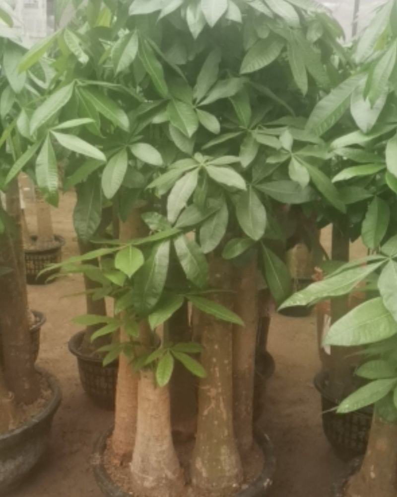 发财树各种规格都有。