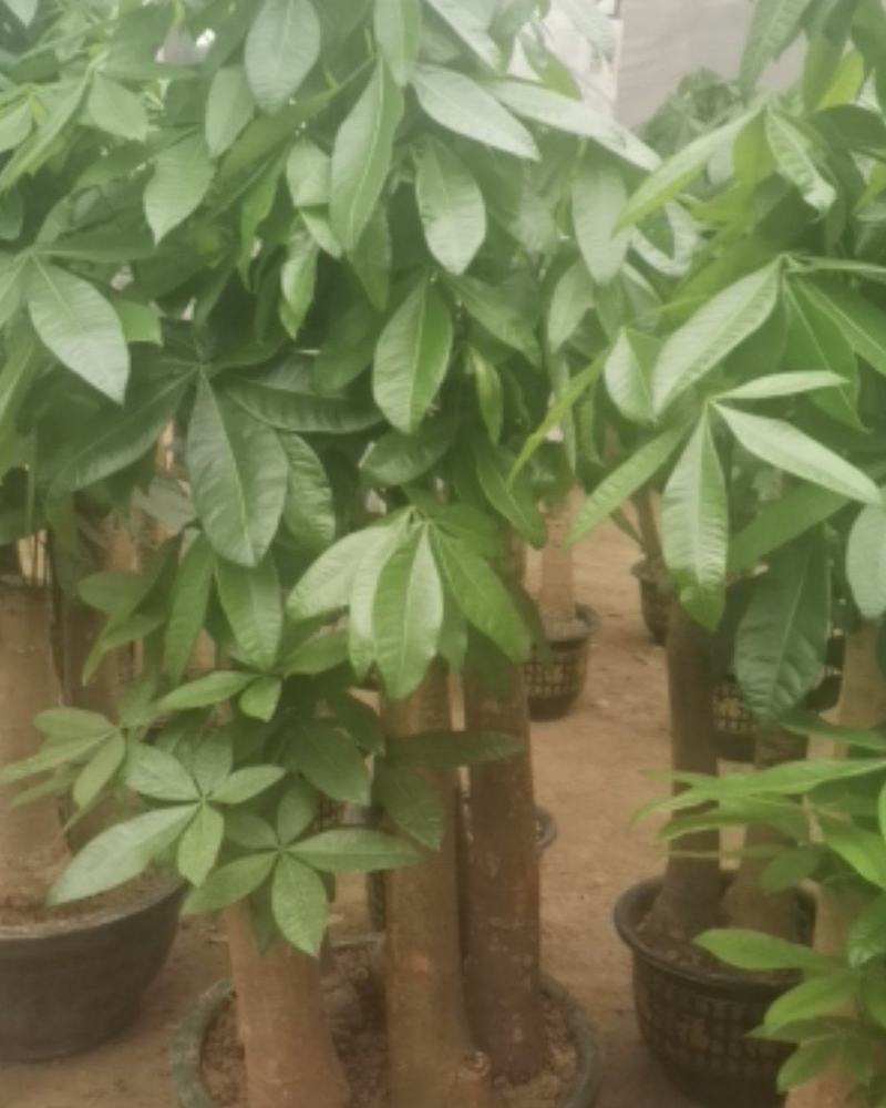 发财树各种规格都有。