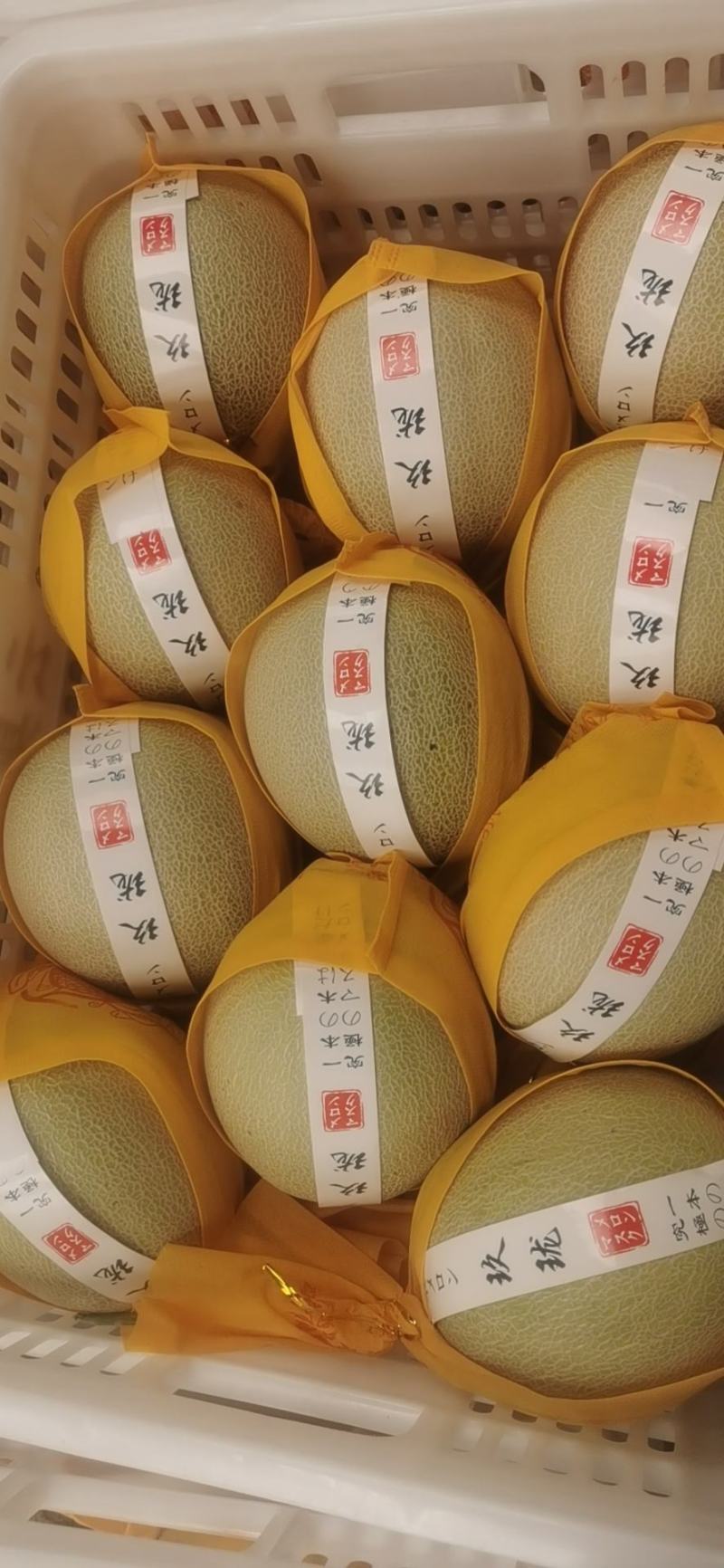 一藤一瓜玫龙蜜瓜需要联系我