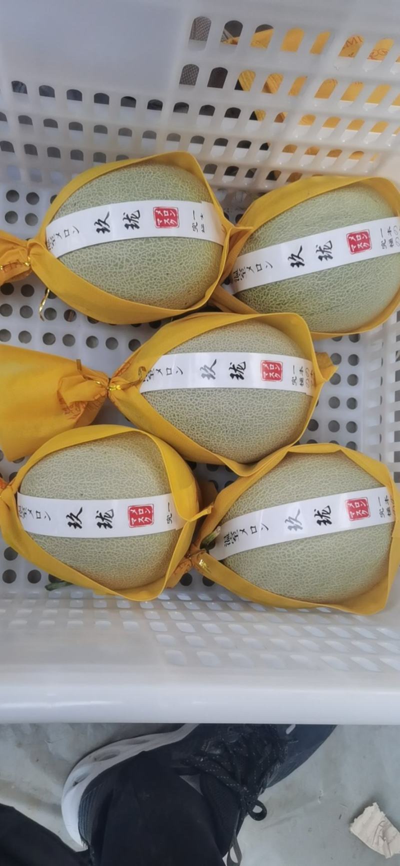 一藤一瓜玫龙蜜瓜需要联系我