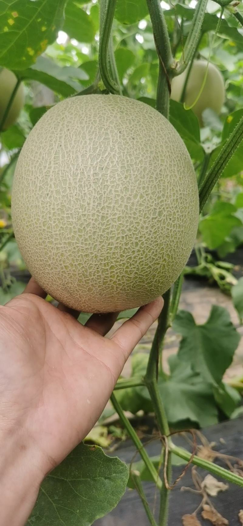一藤一瓜玫龙蜜瓜需要联系我