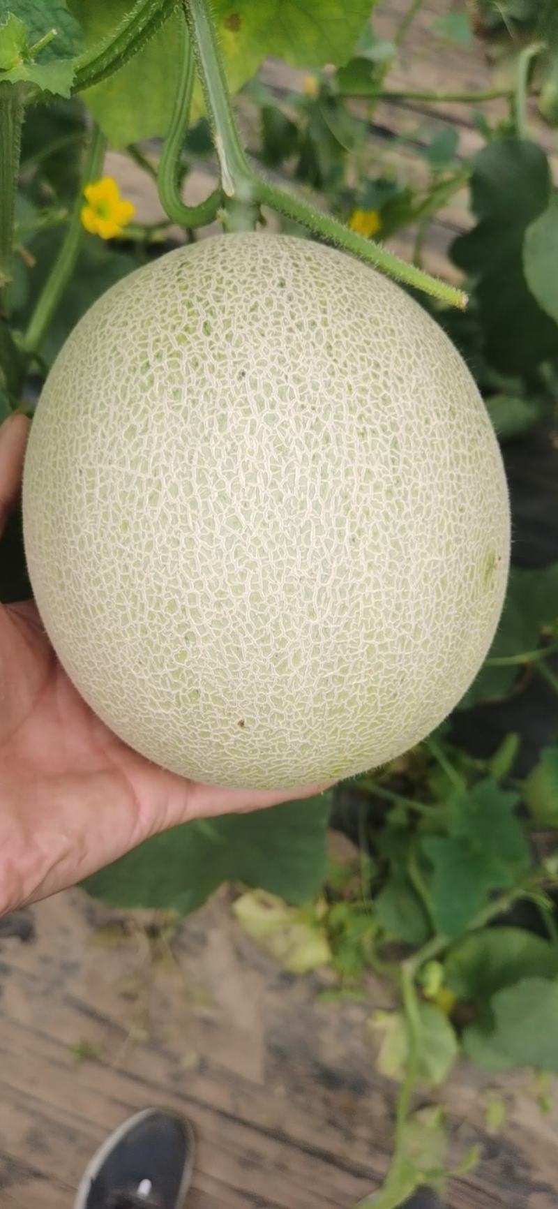 一藤一瓜玫龙蜜瓜需要联系我