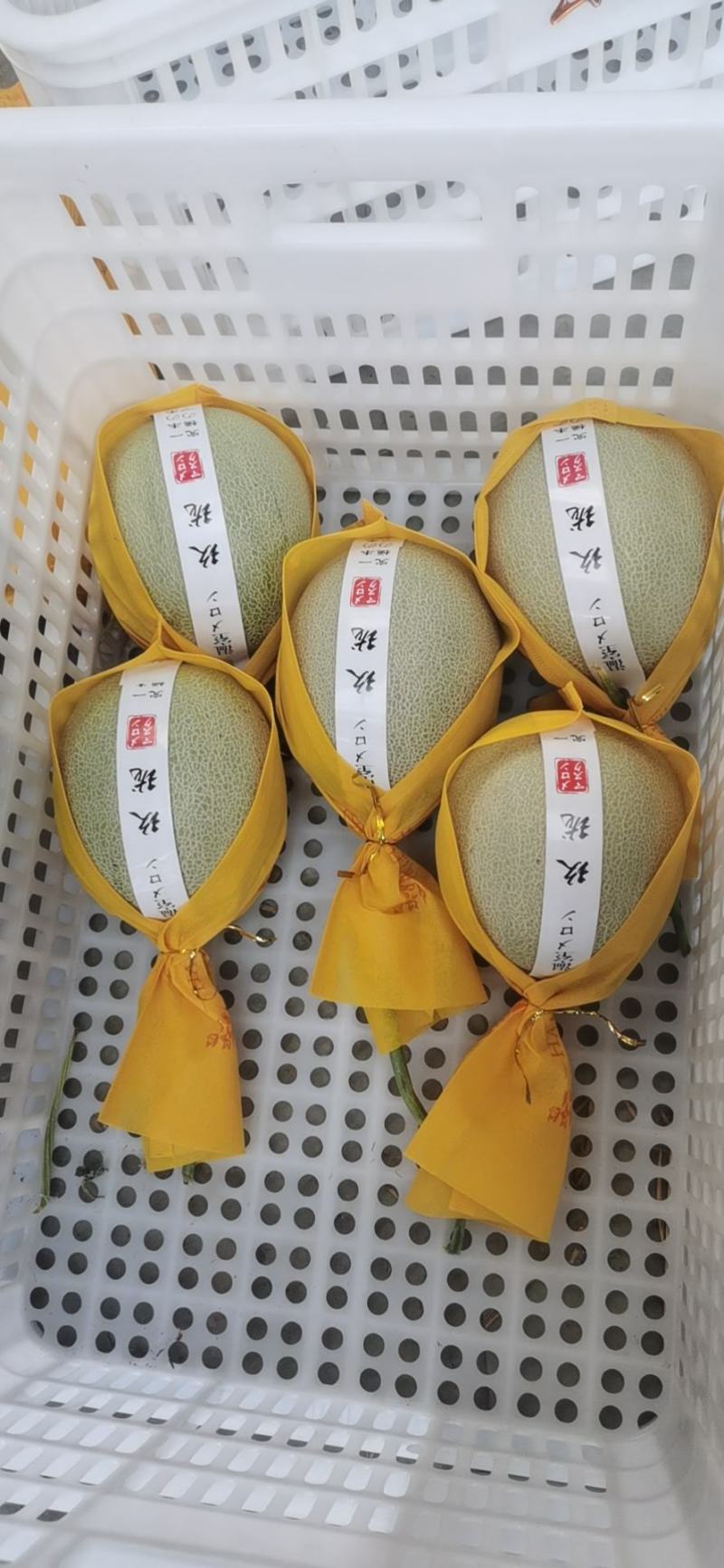 一藤一瓜玫龙蜜瓜需要联系我
