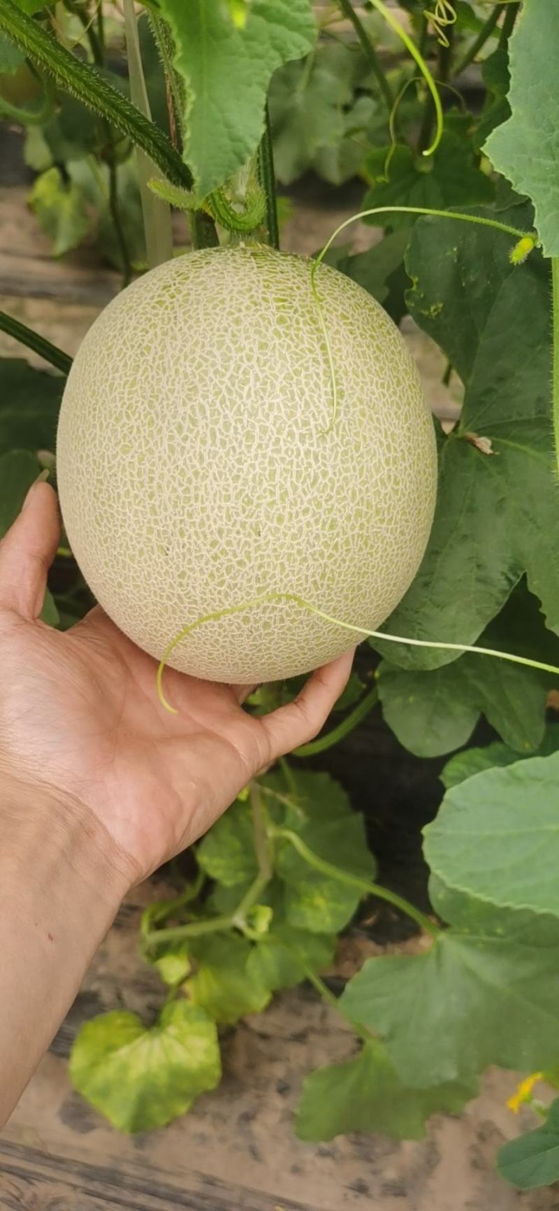 一藤一瓜玫龙蜜瓜需要联系我
