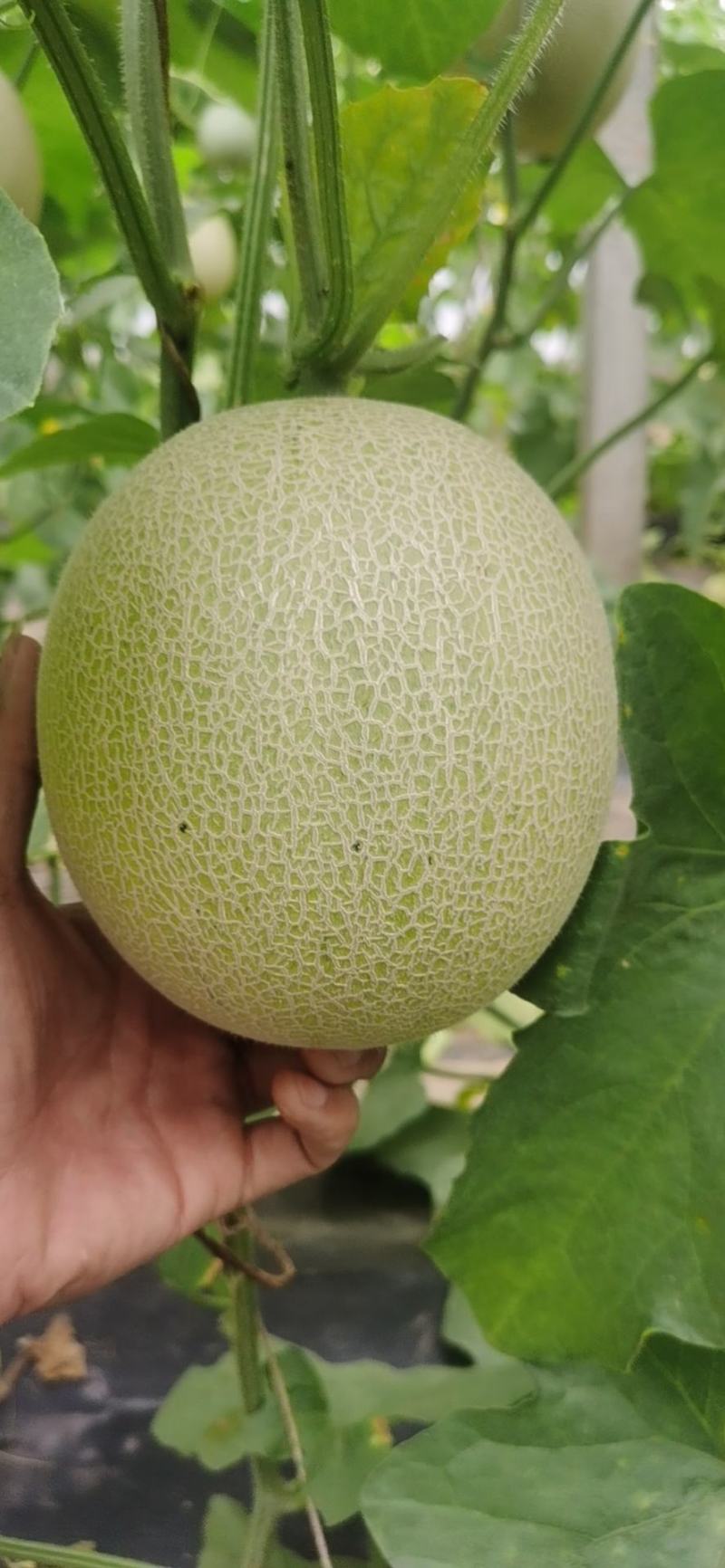 一藤一瓜玫龙蜜瓜需要联系我