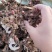 优选白芍芽改良白芍芽头100棵起发提供技术量大从优