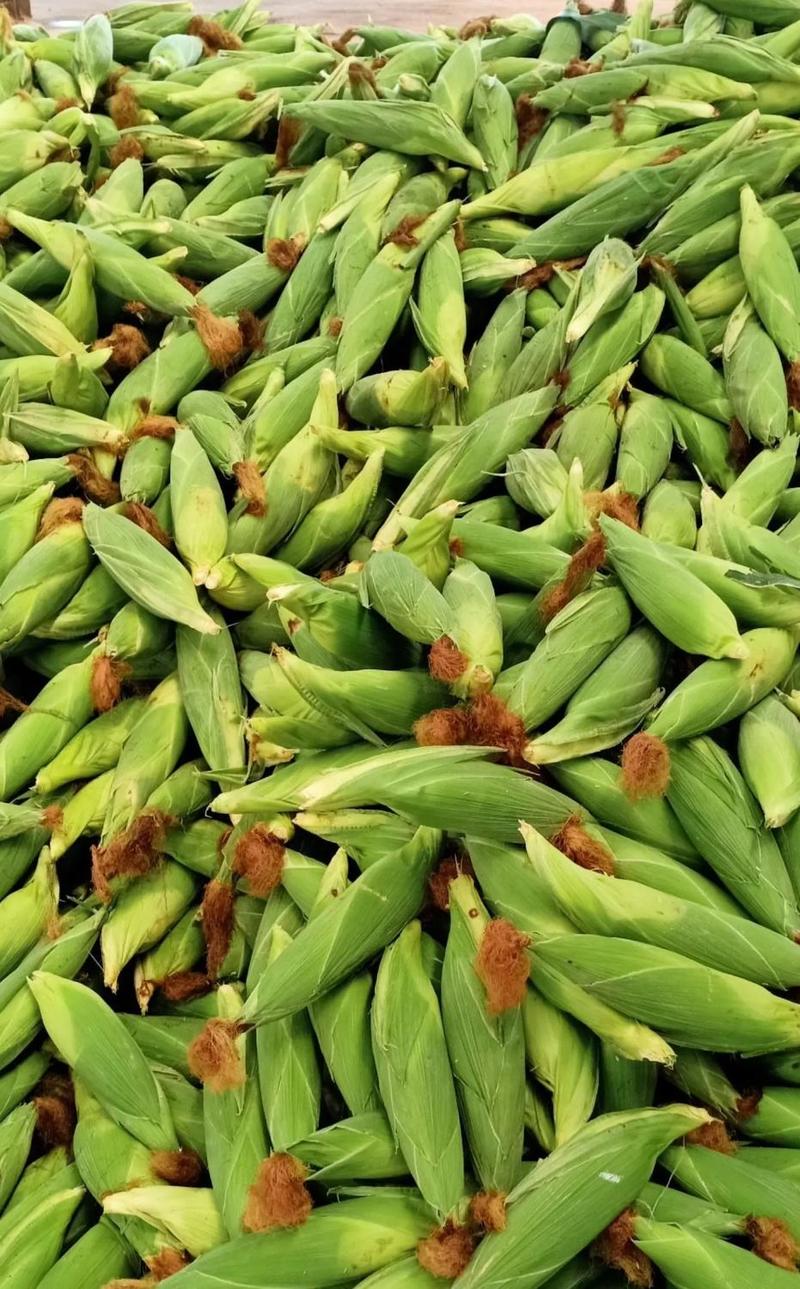 云南水果玉米甜玉米上市保质保量支持代办电商一件代发
