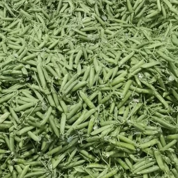 专业承接豌豆代收，代办，全国可发