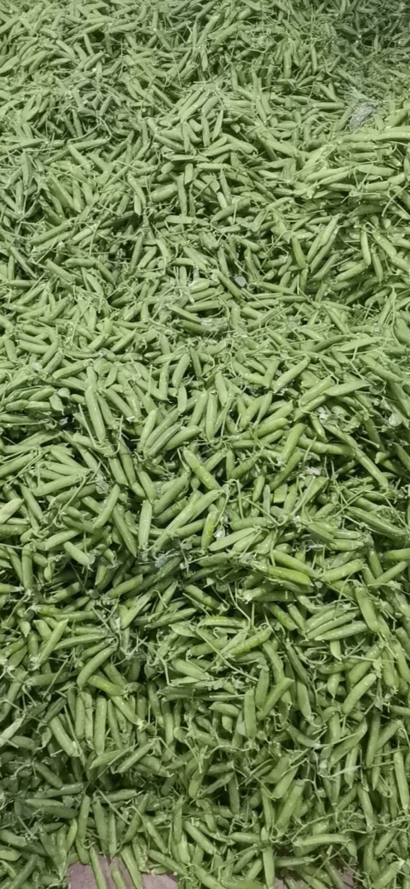 专业承接豌豆代收，代办，全国可发