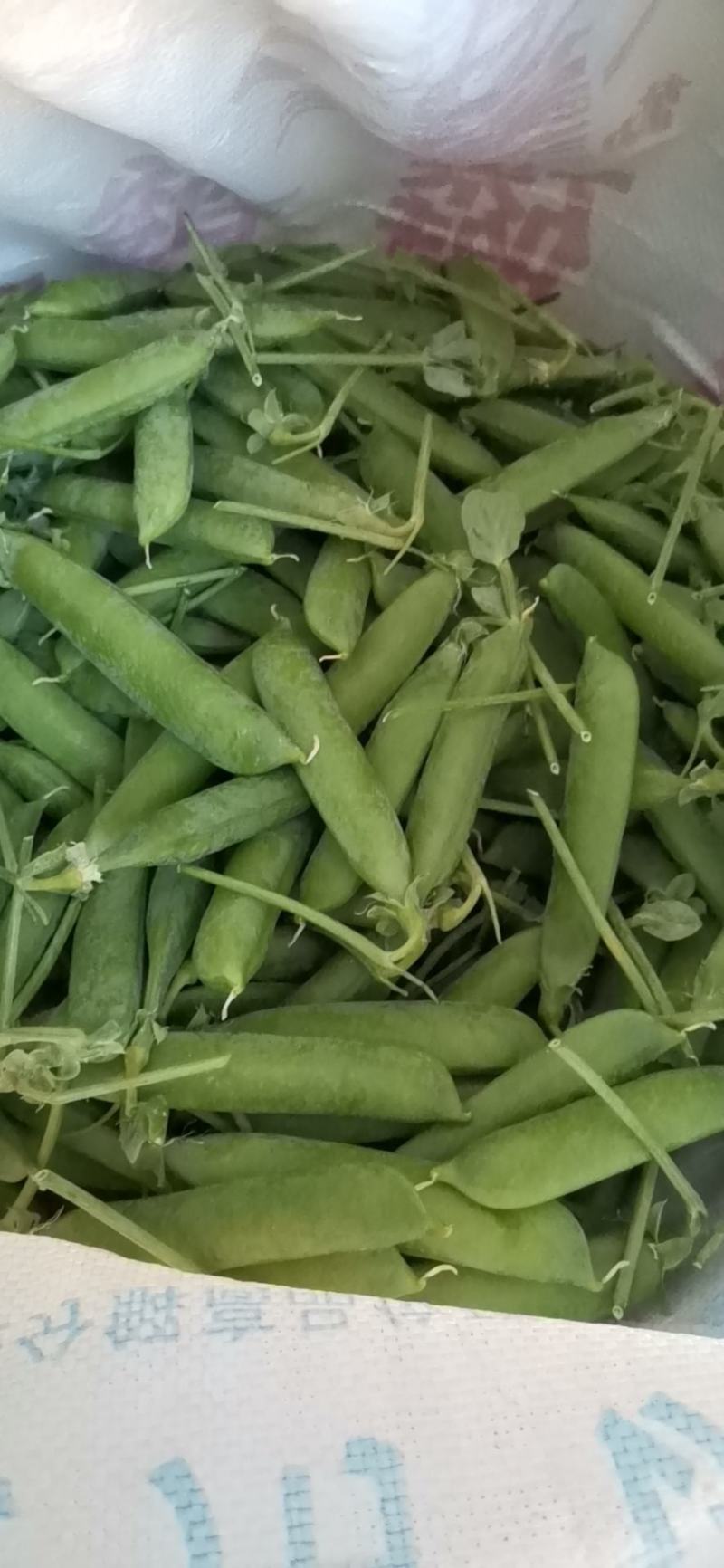 专业承接豌豆代收，代办，全国可发