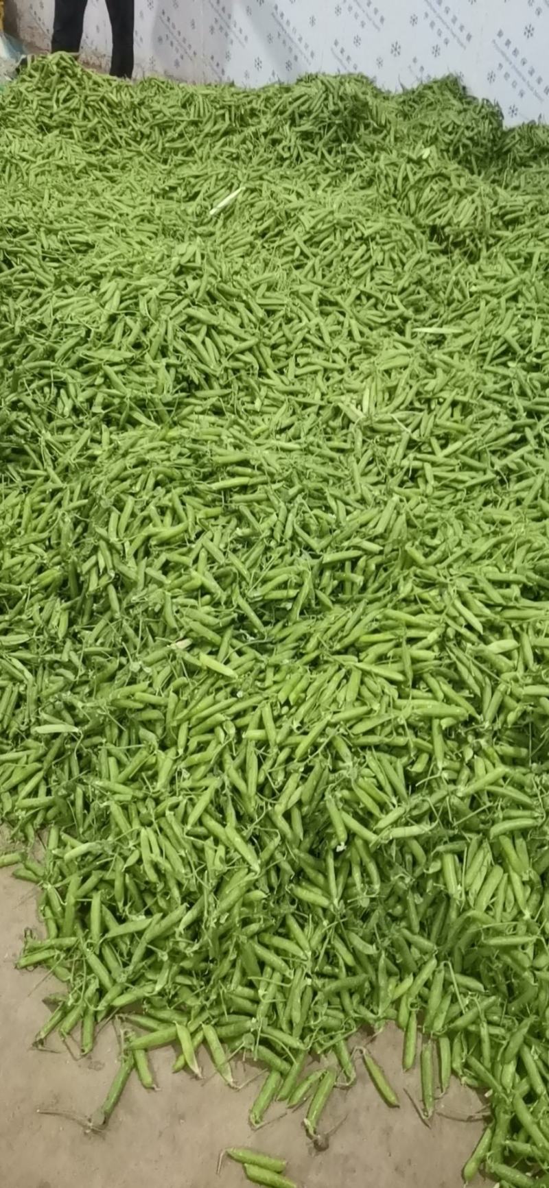 专业承接豌豆代收，代办，全国可发