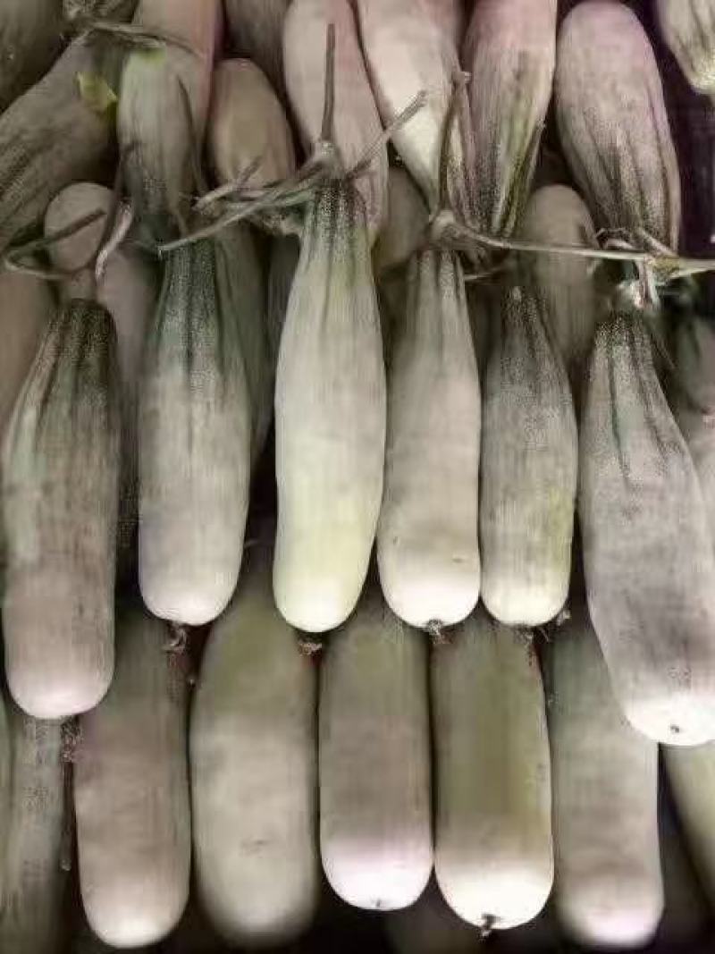 山东潍坊羊角蜜甜瓜大量上市价格便宜，货源充足，质量保证