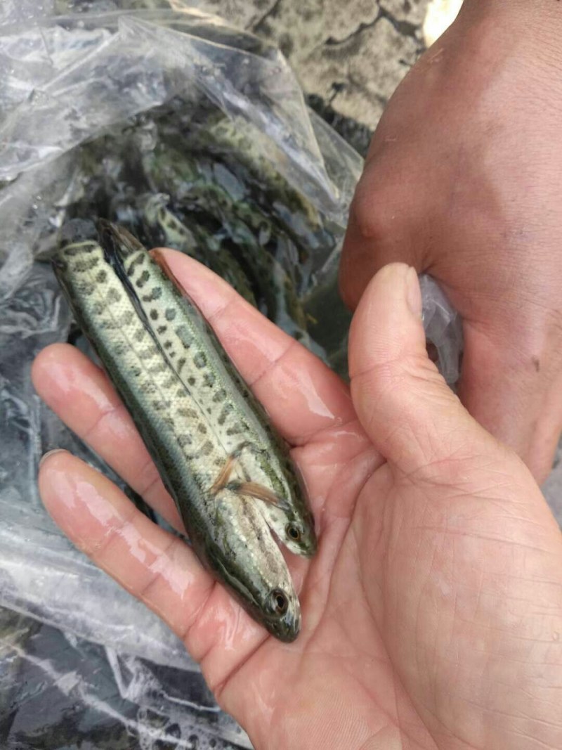 黑乌鱼苗优良品种生长速度快基地直供，送货到家，包成活