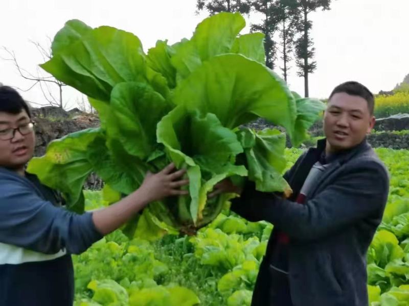 青菜，青山绿水出好菜