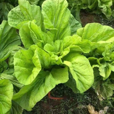 青菜，青山绿水出好菜