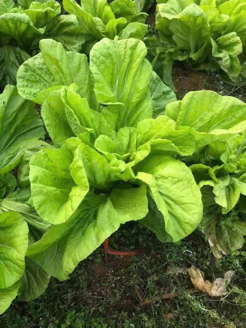 青菜，青山绿水出好菜