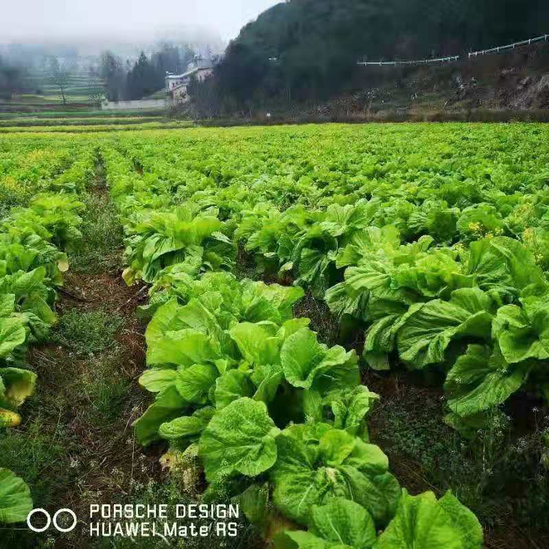 青菜，青山绿水出好菜
