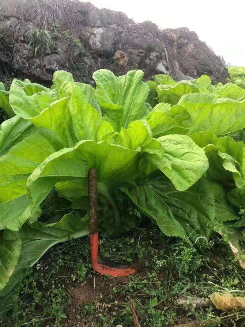 青菜，青山绿水出好菜