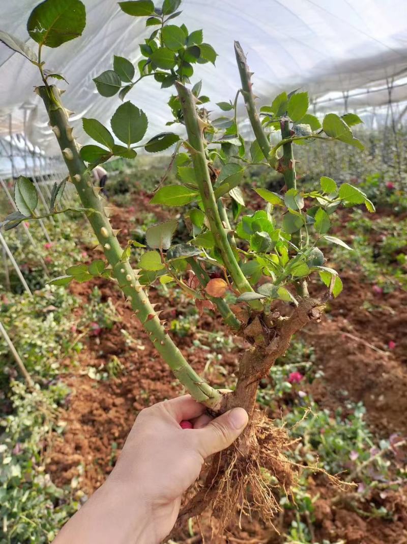 玫瑰苗老根月季大苗老根盆景工程1-3年苗常年