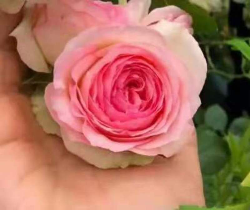 19.9元6棵！八年多色玫瑰花苗盆栽小老桩花卉观花植物