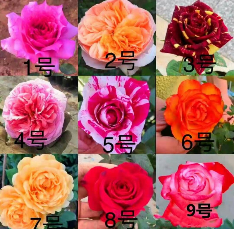 19.9元6棵！八年多色玫瑰花苗盆栽小老桩花卉观花植物