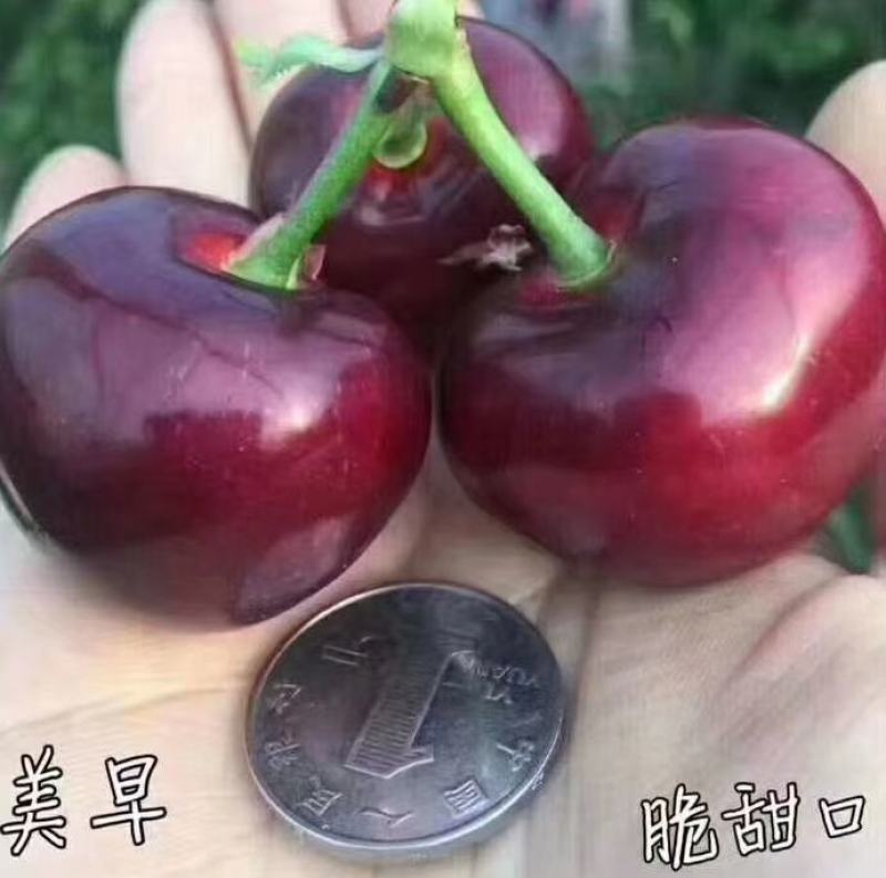 美早大樱桃，个保个甜个头饱满欢迎新老客户前来实地考察合作