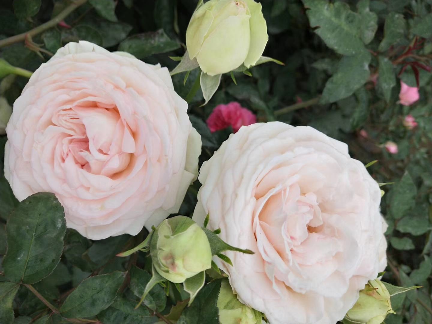 一株盛开的‘永恒朱丽叶’月季,花朵呈柔和的杏粉色,层层叠叠的重瓣结构呈现出典型的英式玫瑰杯状形态,花瓣边缘略带波浪,花心紧密,背景为阳光下的绿叶庭院环境,显示其良好的自然生长状态 ‘永恒朱丽叶’盛开特写