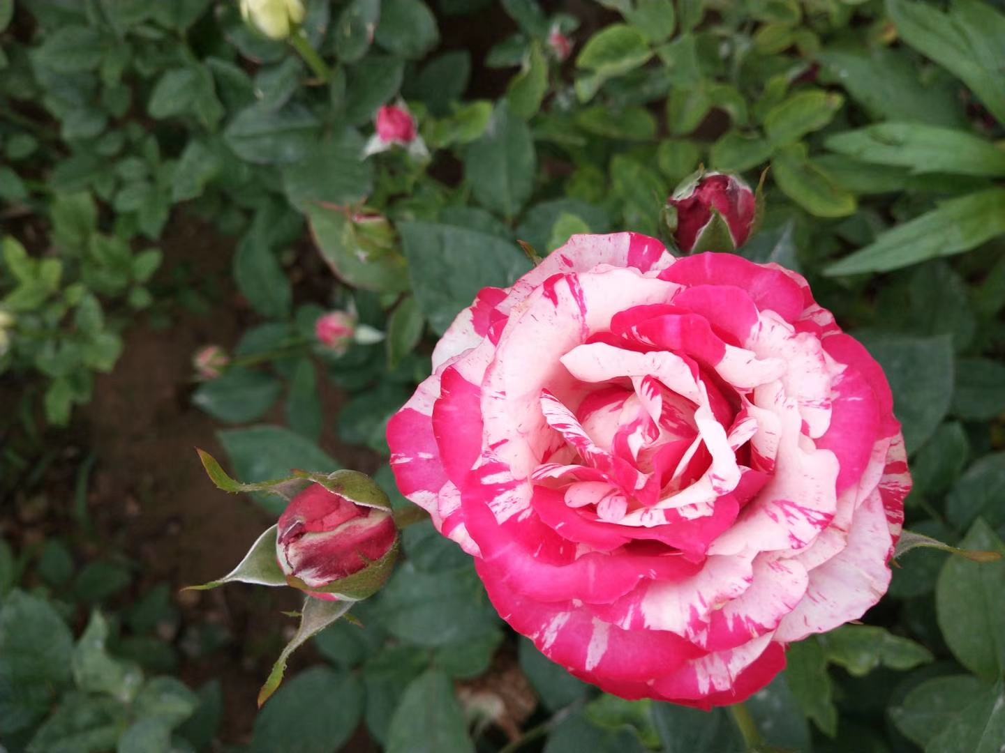 绿萼月季整体植株特写