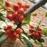 美早大樱桃，个保个甜个头饱满欢迎新老客户前来实地考察合作