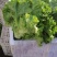 沈阳新民市散叶生菜大量上市现摘现发保质保量