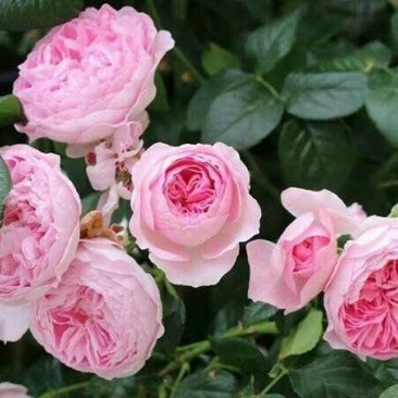 四季开花蔷薇花苗藤本月季花苗爬藤绿植庭院浓香大花阳台花卉