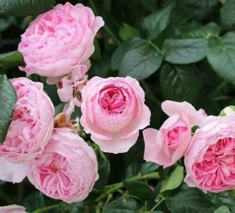 四季开花蔷薇花苗藤本月季花苗爬藤绿植庭院浓香大花阳台花卉