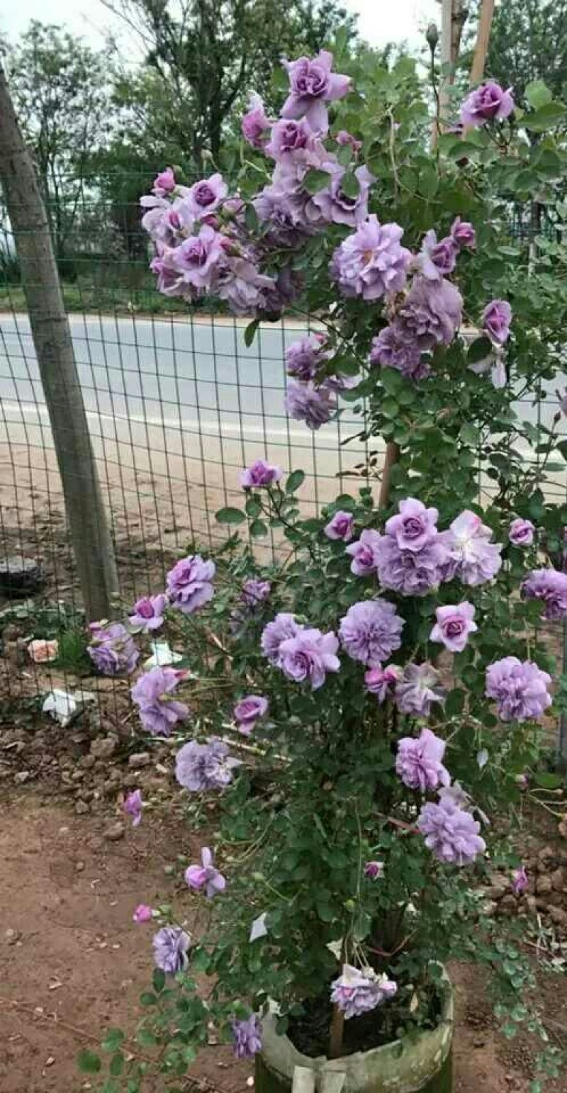四季开花蔷薇花苗藤本月季花苗爬藤绿植庭院浓香大花阳台花卉