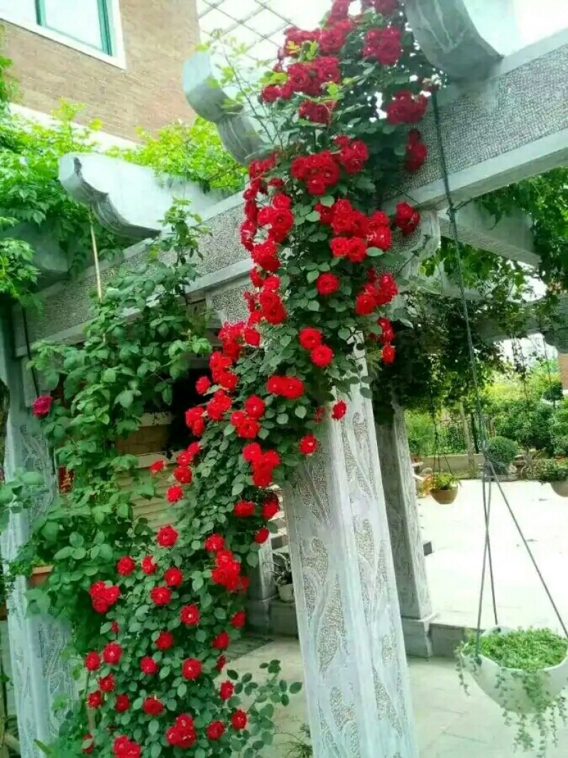 四季开花蔷薇花苗藤本月季花苗爬藤绿植庭院浓香大花阳台花卉