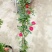 四季开花蔷薇花苗藤本月季花苗爬藤绿植庭院浓香大花阳台花卉