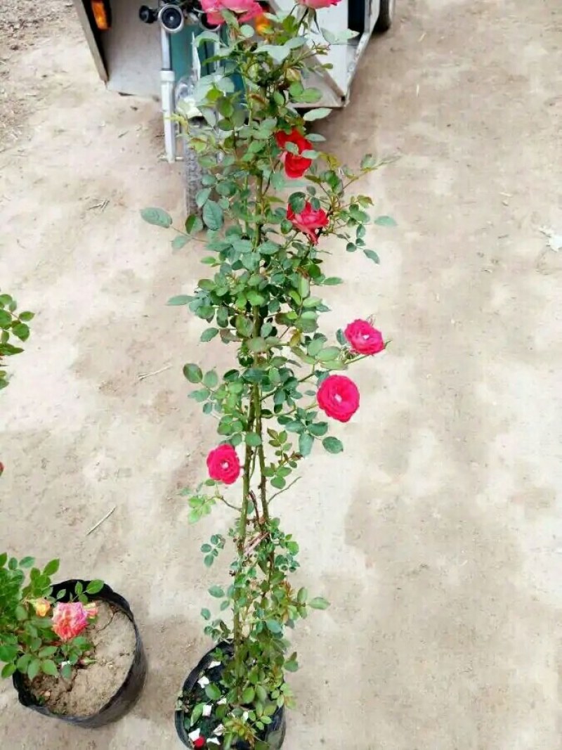 四季开花蔷薇花苗藤本月季花苗爬藤绿植庭院浓香大花阳台花卉