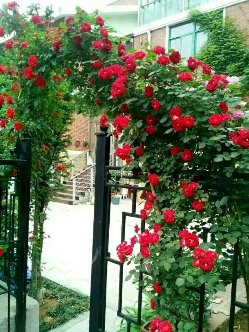 四季开花蔷薇花苗藤本月季花苗爬藤绿植庭院浓香大花阳台花卉